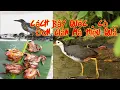 Download Lagu Hướng dẫn cách bẫy chim quốc , cò .... đơn giản , hiệu quả mà không phải ai cũng biết | Săn Bắt 79 .