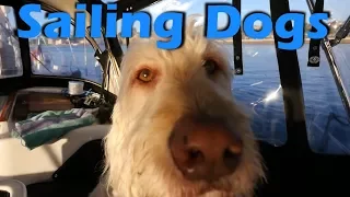 Sailing with Dogs! -S2:E07