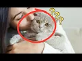 Do Cats Understand Kisses As a Sign of Affection
