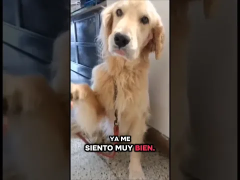 Tengo un hermano muy groserito! #clinicaveterinarialavet #hospitalizaciónlavet #urgenciasvet