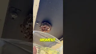 لا تفعل هذا أبد ا بعش دبابير        دندنها
