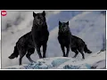 Download Lagu 10 Lobos ÚNICOS y Más PODEROSOS del Mundo