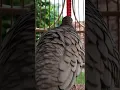 Download Lagu Burung tekukur lokal punya suara topcer yang jernih untuk umpan yang langsung bereaksi #shorts