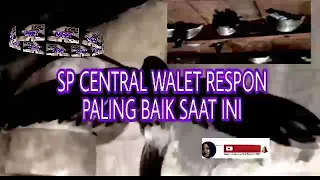 Download SP CENTRAL WALET RESPON PALING BAIK SAAT INI MP3