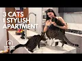 3 Cats 1 Dog 2 Humans All in One Beautiful Apartment Cat Lady Home Tour
