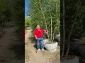 Whitespire Birch
