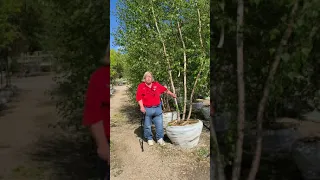 Whitespire Birch