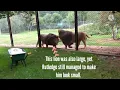 The largest modern day lion 366 KG - Rutledge the lion