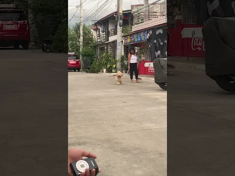 Cute dog jumping around