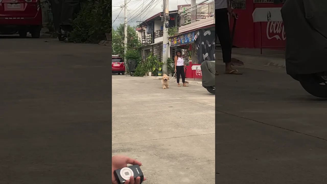 Cute dog jumping around