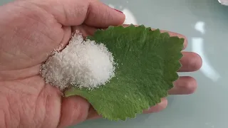 ORIGANO AT ASIN PARA MANALO SA SUGAL MABILIS KANG YAYAMAN GAWIN SA UMAGA AT MAGKAKAPERA KA AGAD