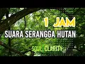 Download Lagu 1 JAM SUARA SERANGGA HUTAN - SUARA GARENGPUNG - SUARA TONGGERET - SUARA ALAM MENYEGARKAN PIKIRAN