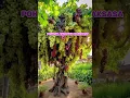 ✅️ Pohon anggur 🍇 RAKSASA berbuah banyak #anggur #grape #shorts #short