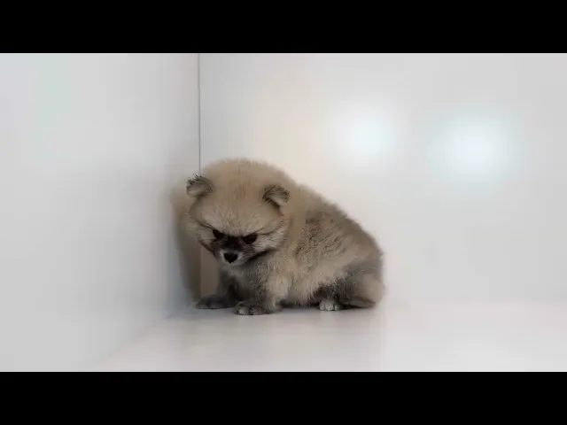 動画
