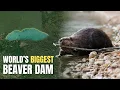 A Beaver Dam So Big It Changed a National Park