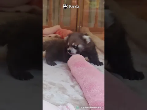 Red Panda Babies Are An Unfair Amount Of Cute | iPanda #shorts