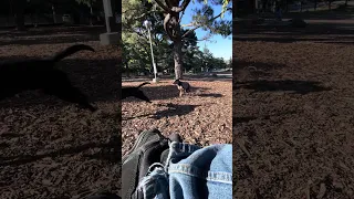 #fyp #dream #creatorsearchinsights #pets #doberman