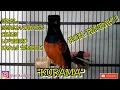 Download Lagu Murai Batu Gacor Isian Gereja Tarung,Lovebird, Kapas Tembak,Cililin.