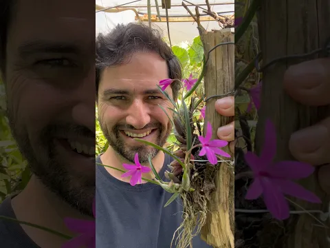 UMA DAS MAIS BELAS ORQUÍDEAS QUE CONHEÇO