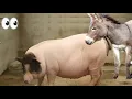 Why Everything You Know About Donkey Horse and Pig Is WRONG