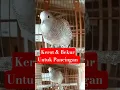 Download Lagu perkutut lokal kerot dan bekur #perkutut #perkututlokal #perkututmtop