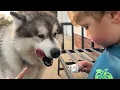 Download Lagu Big Bad Wolf Tries To Steal Little Boys Ice Cream!