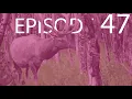 Episode 47 - Temperate Forest