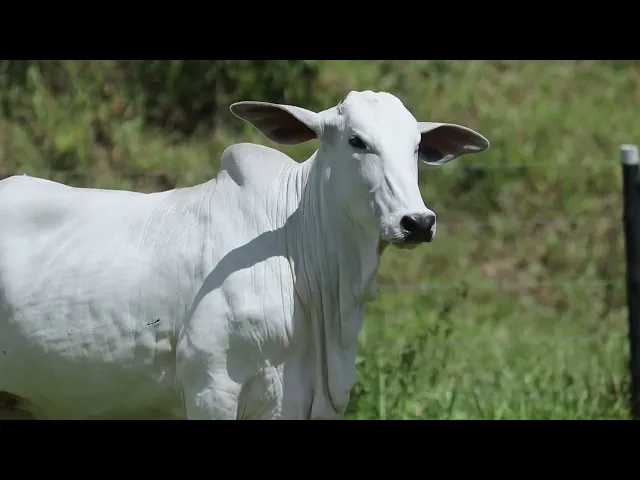 Novilha Nelore AGPM - 571