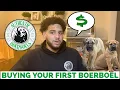 Buying your first Boerboel What does it cost