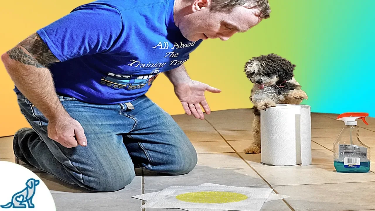 How to Potty Train Your Shih Tzu Puppy: 5 Shih-Tzu Potty Training Tips