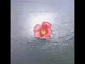 呪い - Hako Yamazaki