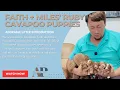 Faith Miles Ruby Cavapoo Puppies Adorable Litter Introduction