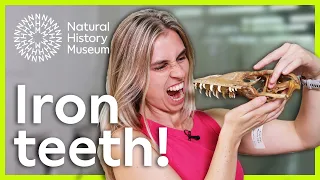 What do you look at when you want to study dinosaur teeth A closer look at Komodo dragons