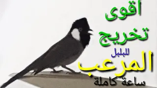 أقوى تخريج للبلبل المرعب ساعة كاملة 