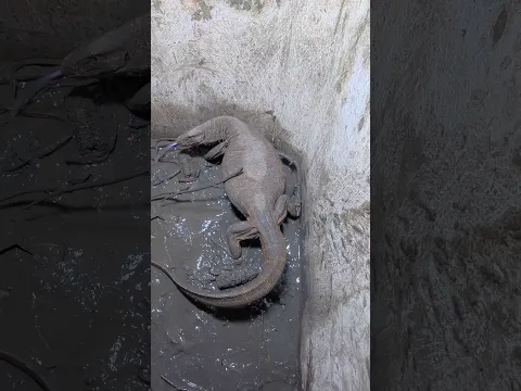विषखोपड़ा गोह पूंछ से कैसे मारता है live देखिए amazing rescue #shorts