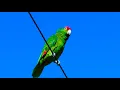 Red-Crowned Parrot Sings in San Diego