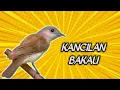 Download Lagu Kancilan Bakau Gacor
