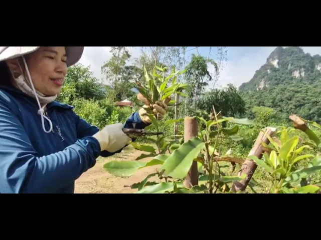 Outline Video VIDEO HƯỚNG DẪN PHÒNG TRỪ SÂU BỆNH HẠI TRÊN CÂY MẮC CA