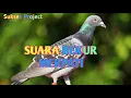 Download Lagu SUARA BEKUR MERPATI \