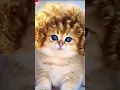 Download Lagu القطط #cat #funny #dance #techno #ai #cover #mashup #music #remix #song