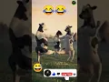 Download Lagu Patli Kamariya Funny Cow 🐄 Dance | | #shorts