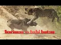 Download Lagu harimau vs babi#animals