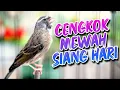 Download Lagu BLACKTHROAT GACOR SUARA JERNIH UNTUK MASTERAN KENARI #89