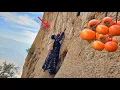 Brave Mother Risks Everything for Wild Persimmons | A Story of Survival in the Zagros Mountains 😱😱