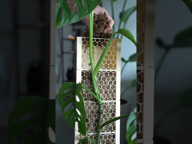 CLIMBIT HoneyComb Modular Self-Watering Moss Pole System | Support-Free, Stackable Planter for Monst video thumbnail