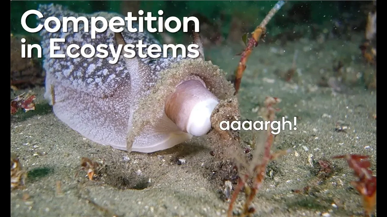 Competition in ecosystems