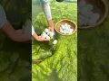 Download Lagu Collecting eggs in the river #shorts