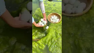 Collecting Eggs In The River Shorts  Collecting Eggs In The River Shorts