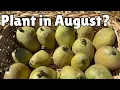Download Lagu The Only Crop I’m Bothering to Plant in August