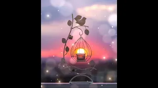 Тихим вечором Barsik 